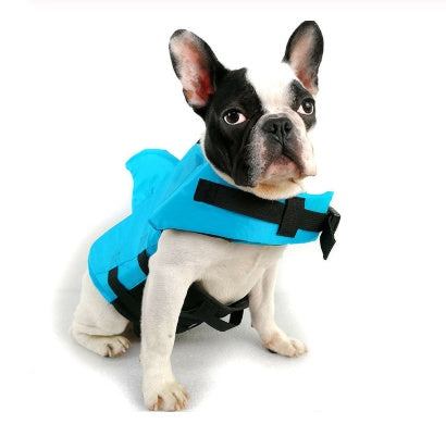a small dog sitting with a blue shark fine life jackt on