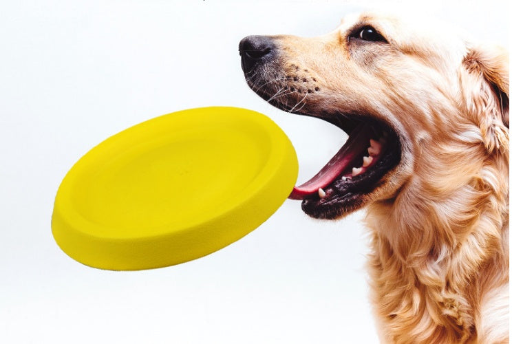 Dog with a yellow frisbee on a white background