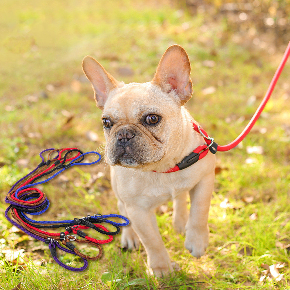 Dog standing outdoors with a set of colorful dog leashes on a grassy background