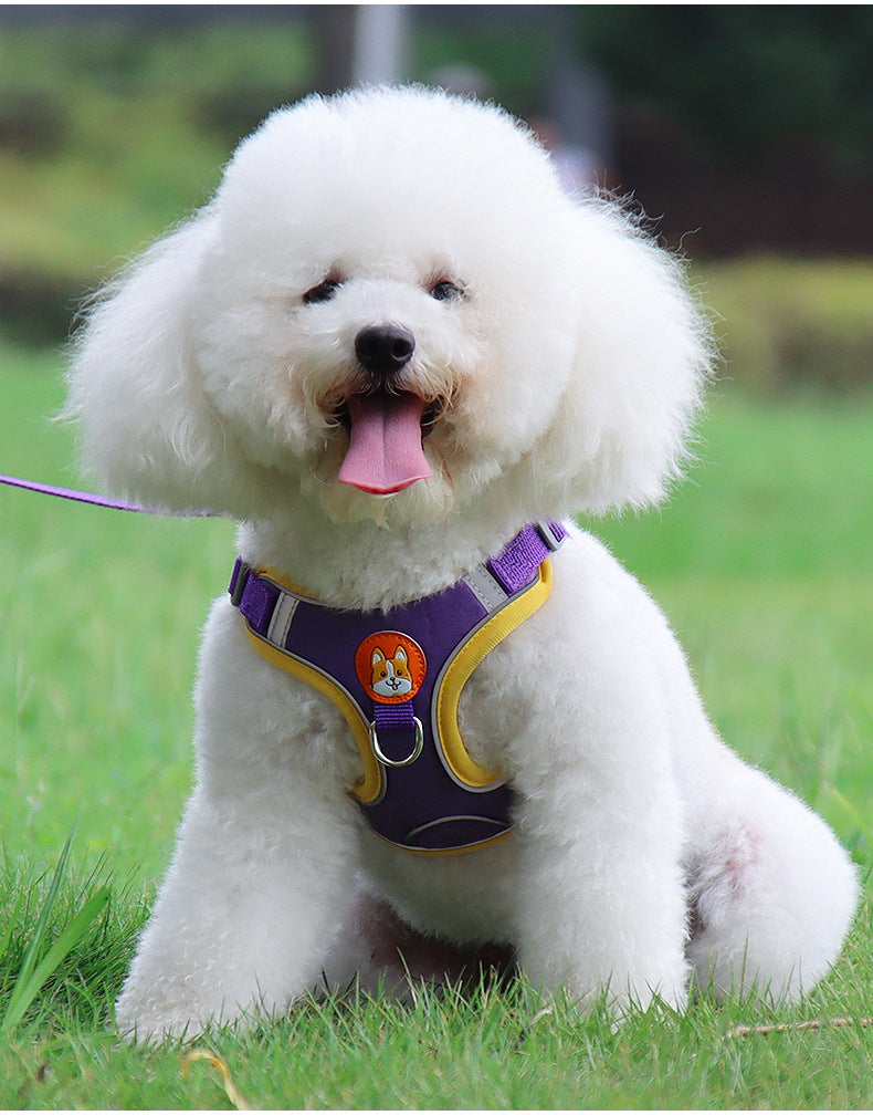 White dog wearing a purple harness with a cartoon character on a grassy background