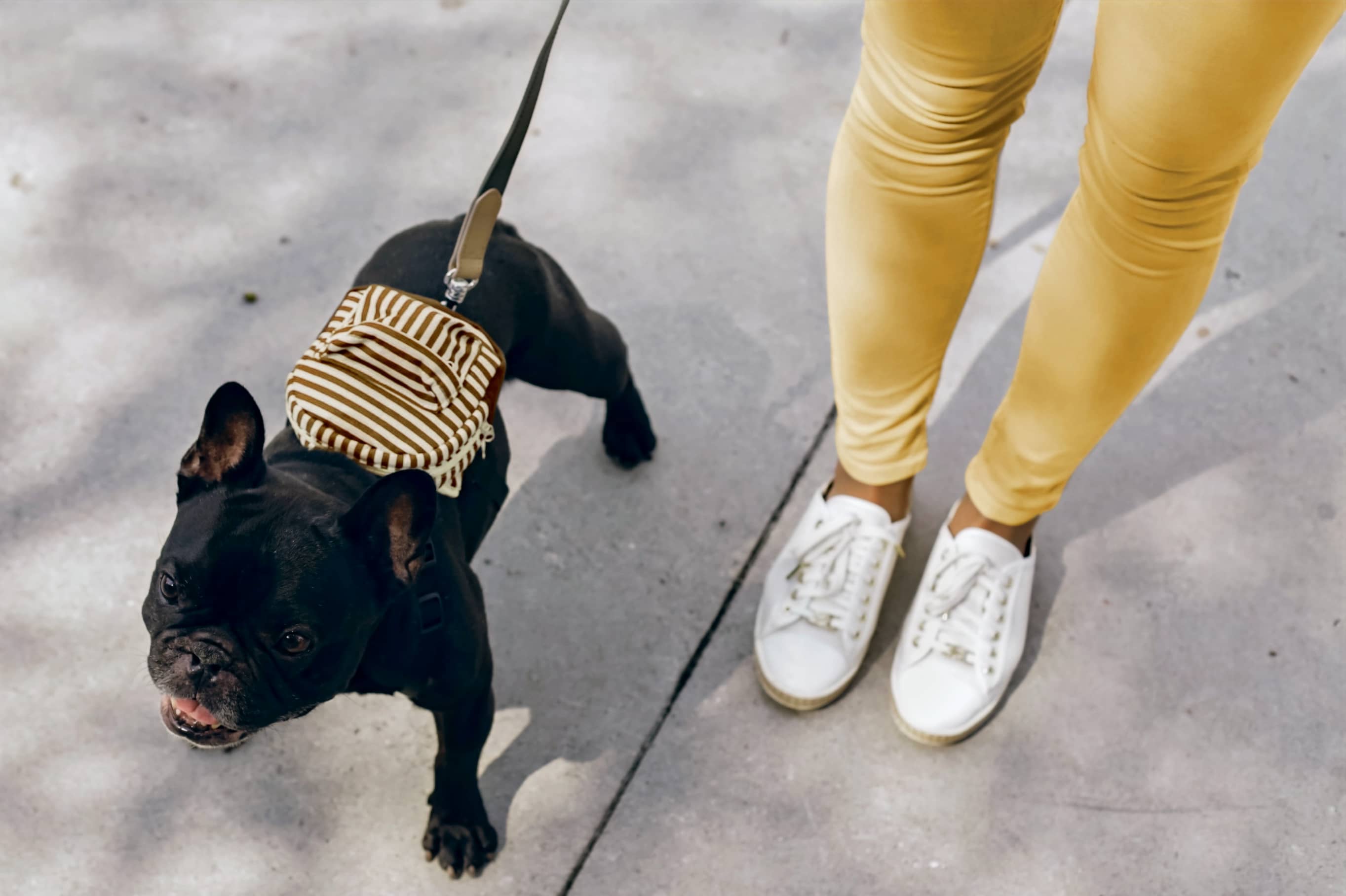 Black dog on a leash with a striped hat, standing next to a person wearing yellow leggings and white sneakers on a concrete surface.